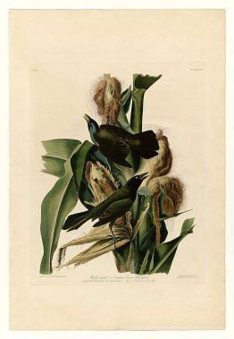 Platte 7 Lila Grakle oder Common Crow Blackbird