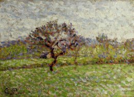 Ein Apfelbaum in Eragny