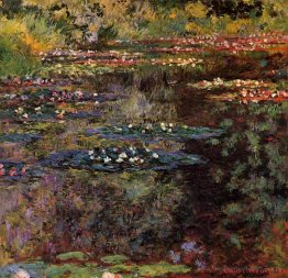 Wasserlilien