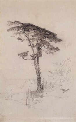 Kiefer