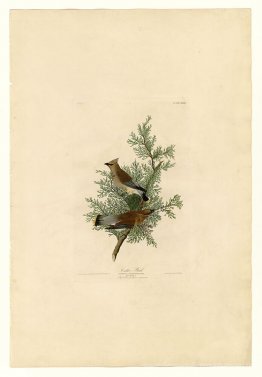 Platte 43 Cedar Vogel