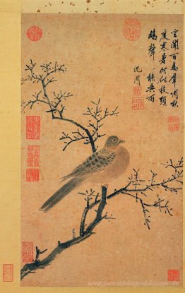 Turtledove Aufruf für Regen
