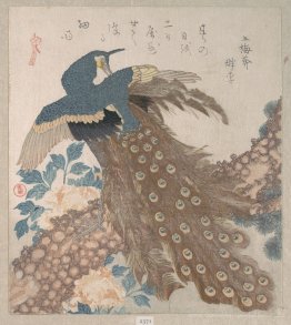 Peacock auf der Pine Tree
