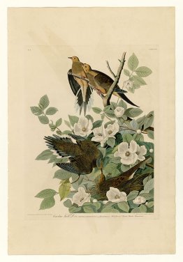 Platte 17 Carolina Turtle Dove