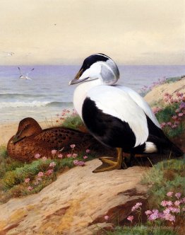 Common Eider Enten