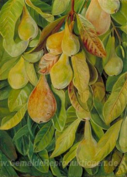 Cabazina Pears, Brasilien