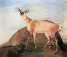 Hirsch