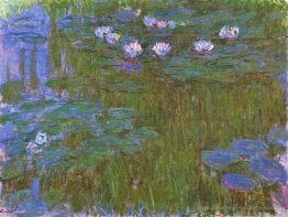 Wasserlilien