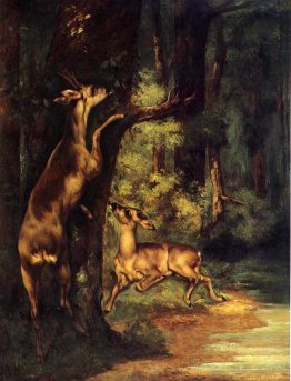 Männliche und weibliche Rehe im Wald