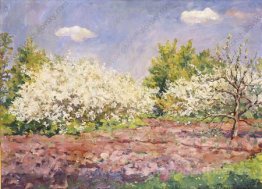 Kirschblüten