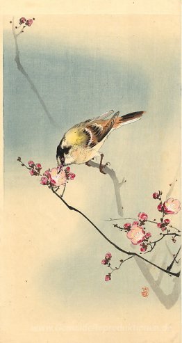 Songbird auf Pflaumenblüte