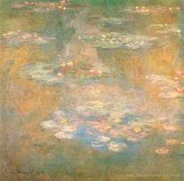 Wasserlilien