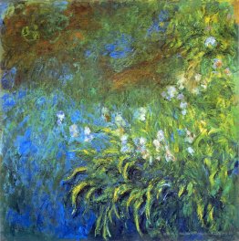 Iris im Sea-Rose Pond