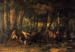 Spring, Stags Kämpfen