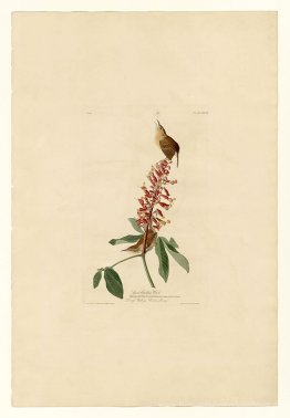 Platte 78 Groß Carolina Wren