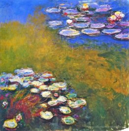 Wasserlilien