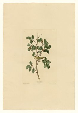 Platte 154 Tennessee Warbler