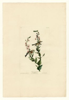 Platte 59 Chestnut-sided Warbler