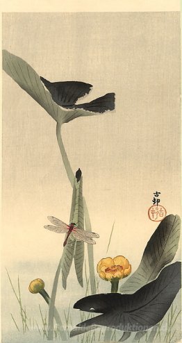 Libellen und Lotus