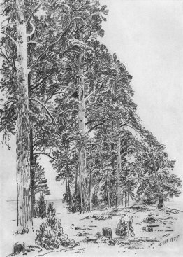 Pines am Strand