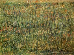 Weide in der Blüte