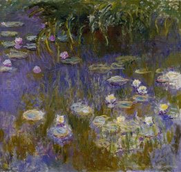 Water Lilies, gelb und lila