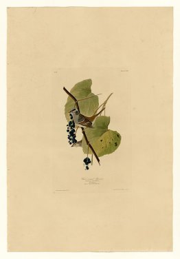 Platte 114 Weiß-gekrönter Spatz