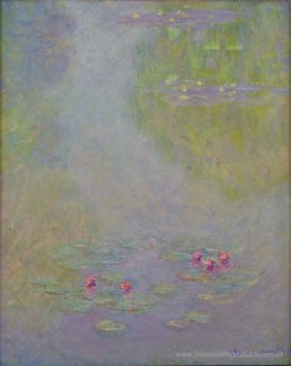 Wasserlilien