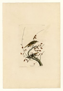 Teller 58.Hermit Thrush