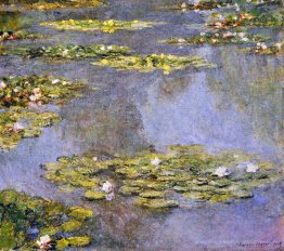 Wasserlilien