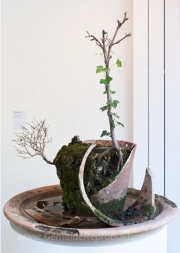 Plante morte de peau