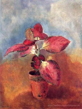 Begonia in einem Topf