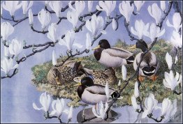 Stockenten und Magnolien