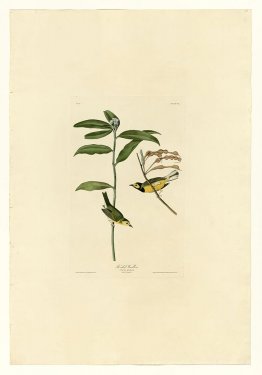 Platte 110 Hooded Warbler