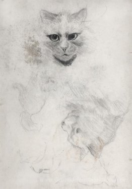 Dunkeläugige CAT