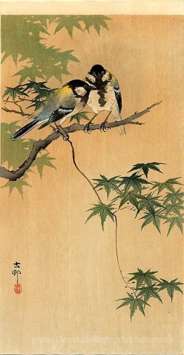 Titten auf Maple