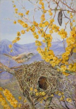 Armed Vogelnest in Acacia Bush, Chile