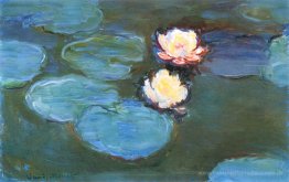 Wasserlilien