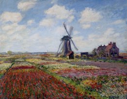 Fields of Tulip With The Rijnsburg Windmühle