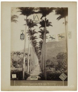 Jardin botanique, allée des Palmiers