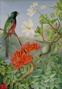 Zwei blühende Sträucher von Natal und einem Trogon