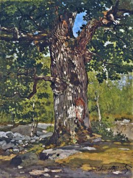 Die Bodmer Eiche