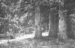 Fir im Schuwalow Park