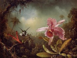 Orchid mit zwei Kolibris