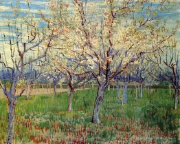 Obstgarten mit blühenden Aprikosen-Bäumen