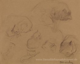 Cat Study
