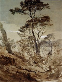 Pinien von Sestri