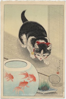 Katze und Schüssel Goldfish