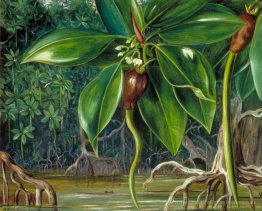 Ein Mangroven-Sumpf in Sarawak, Borneo