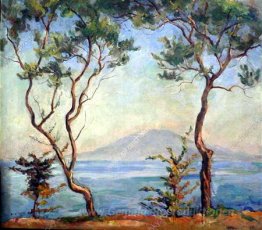 Sorrento. Vesuv. Zwei Ölbäume.